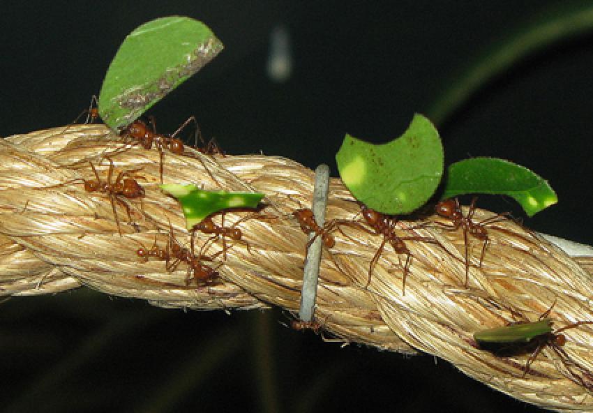 Leaf deals cutter ants