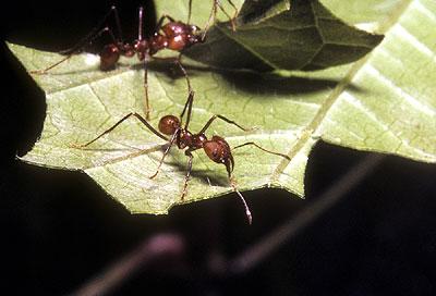 Leaf-Cutter Ant - information, where to see it, and photos