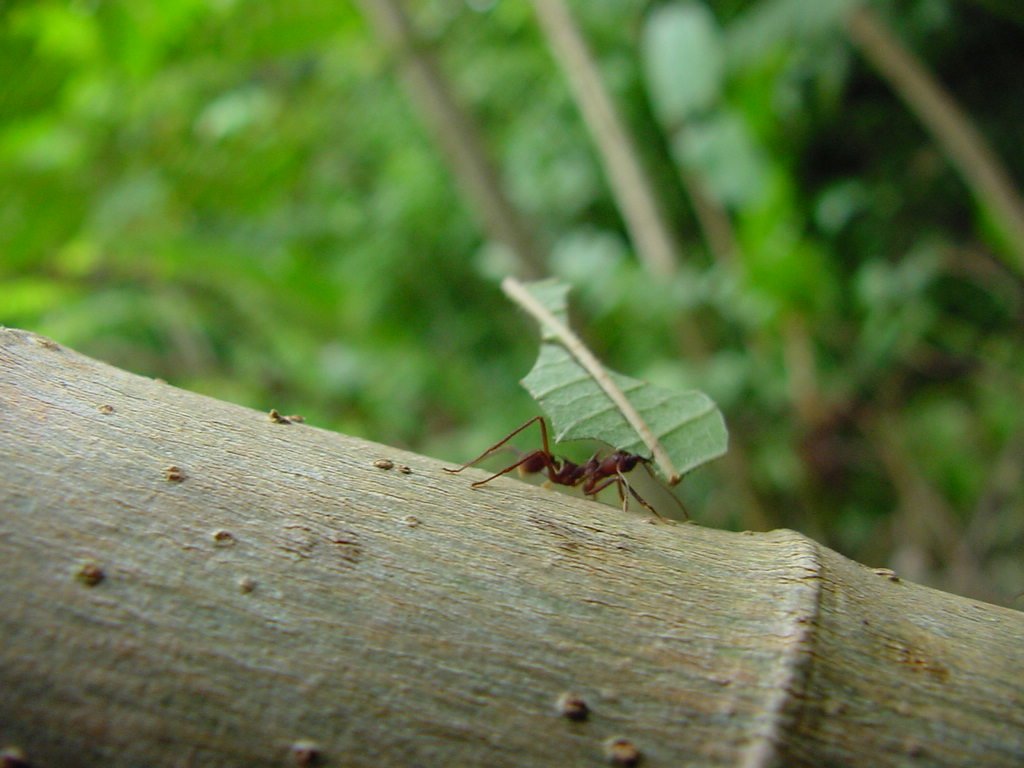Leaf-Cutter Ant