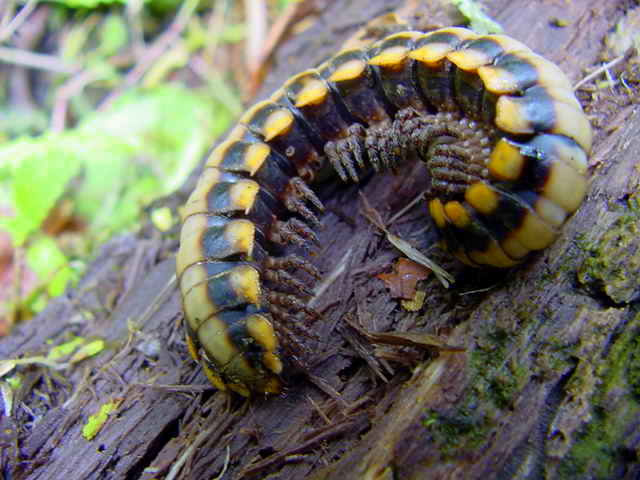 Millipede Photo