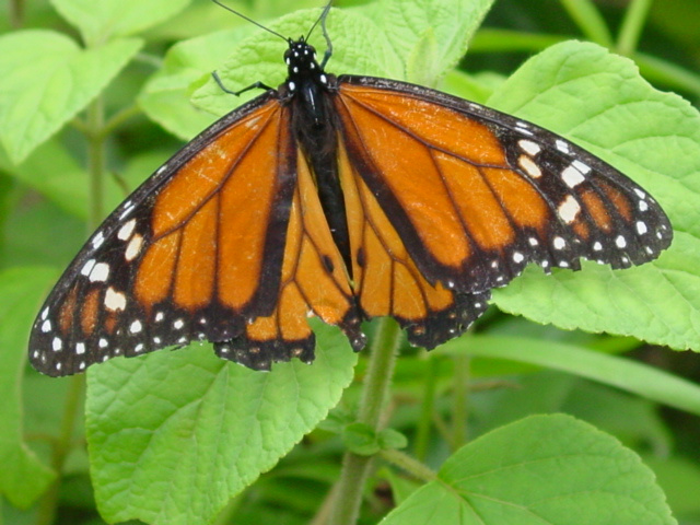 Mariposa Monarca Photo