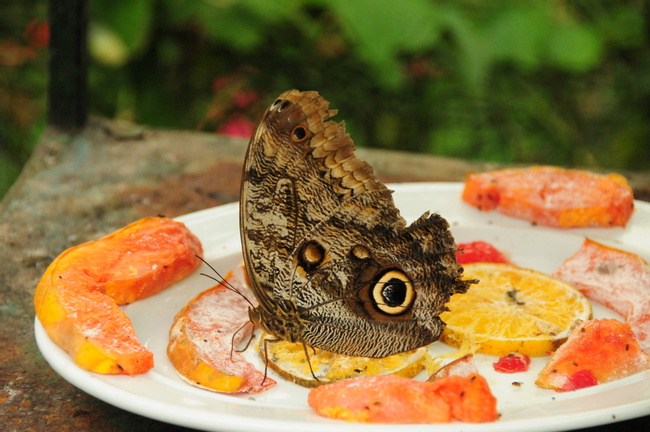 Owl Butterfly Photo