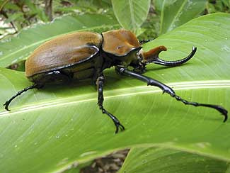 Rhinoceros Beetle Photo