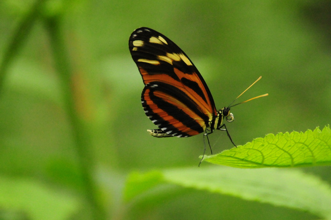 Heliconius hecale Photo