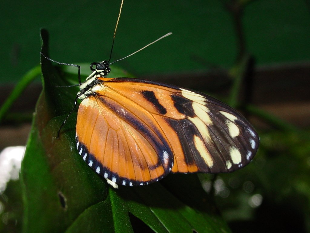 Spotted Longwing