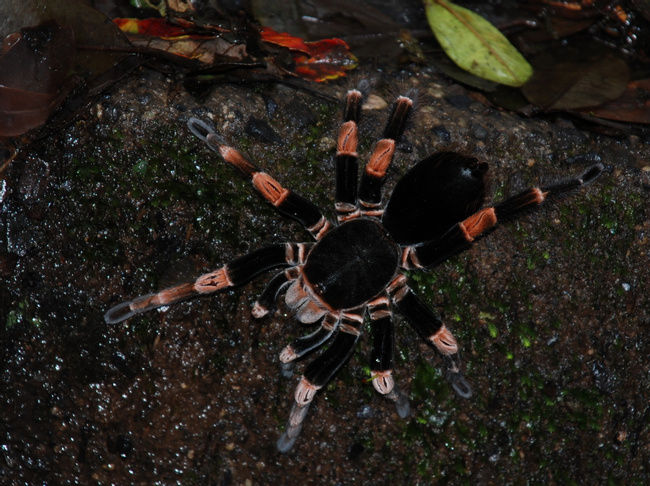 Tarantula Photo