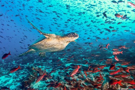 Ecuador Marine Mammal Observation Tours Image