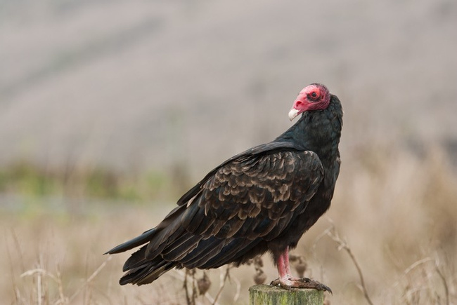 Turkey Vulture Photo