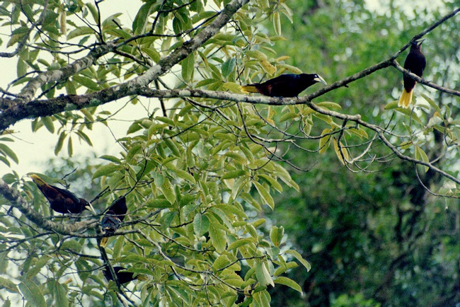 Oropéndola Cabecicastaña Photo