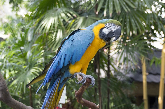 Blue-and-Yellow Macaw Photo