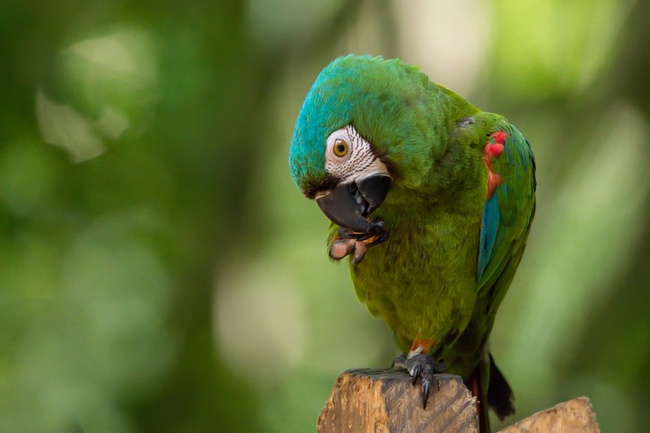 Birds Profiles Image