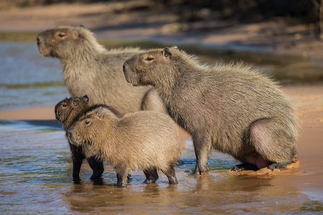 Capybara, Rodent - Vertebrate  Photo