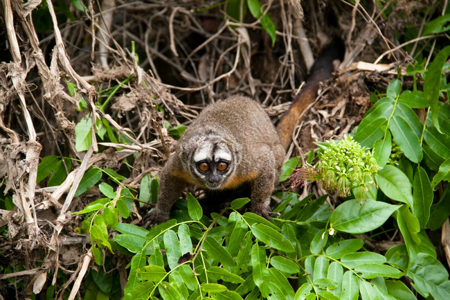 Panamanian Night Monkey Photo