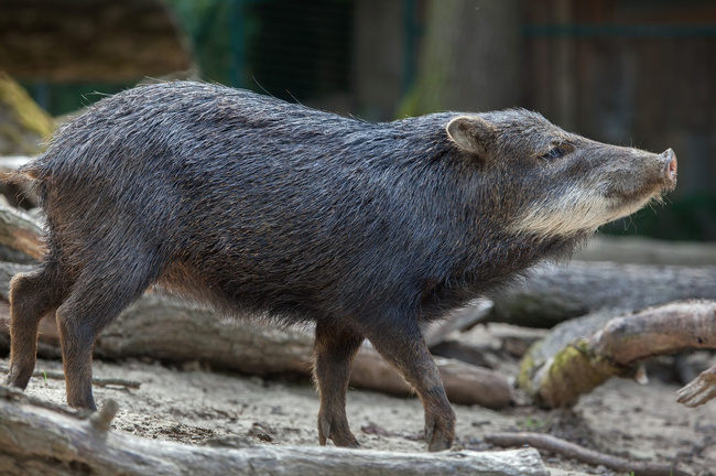 White-lipped Peccaries Photo