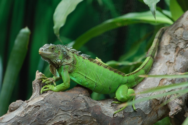 Green Iguana Photo