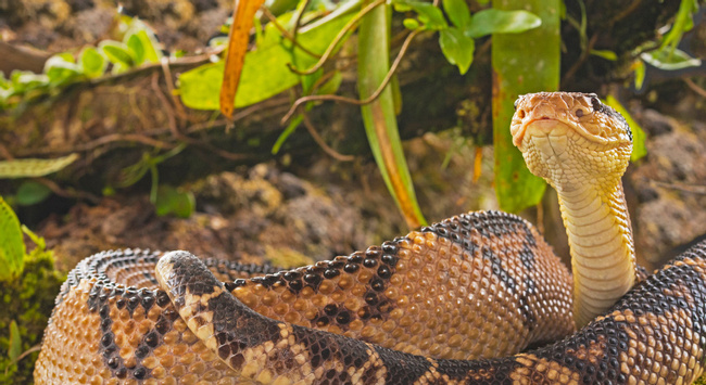 Central American Bushmaster, Reptile - Vertebrate Photo