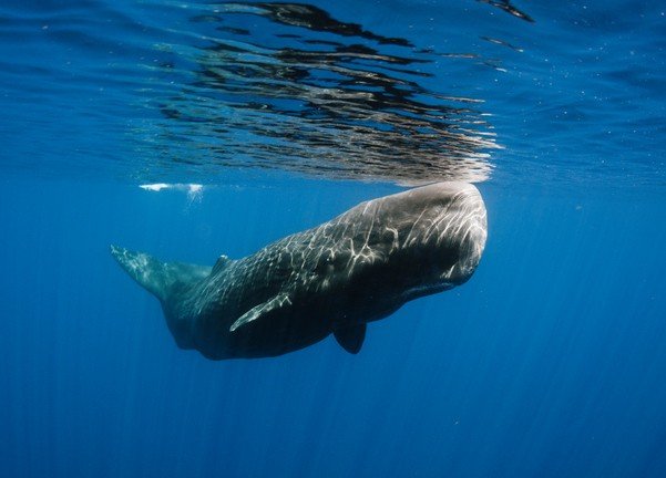 Sea Mammals Image