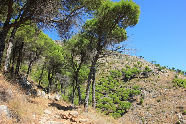 Spanish cedar (Cedrela odorata) Photo