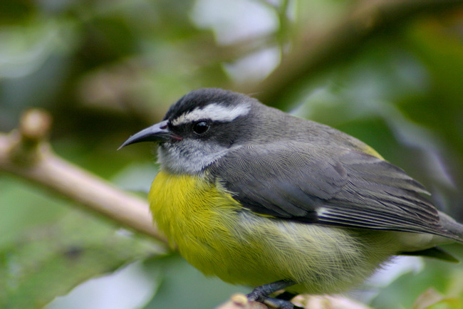 Bananaquit Photo