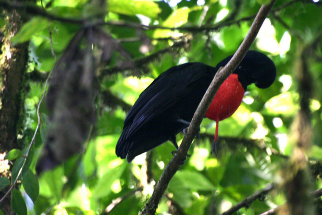 Bare-necked Umbrellabird Photo