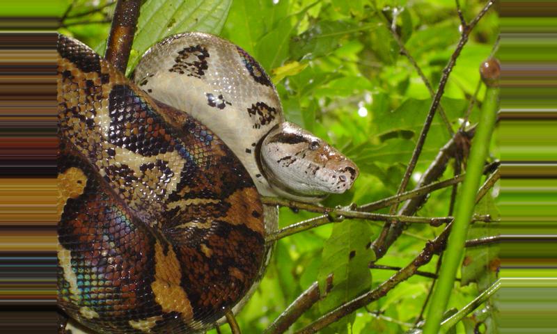 The Boa Constrictor, Costa Rica