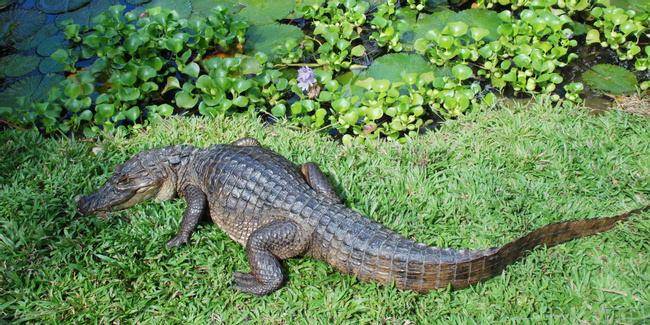 Spectacled Caiman Photo