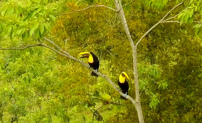 Chestnut-mandibled Toucan Photo