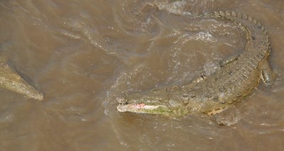 American Crocodile