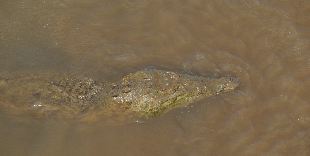 American Crocodile