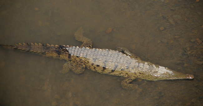 American Crocodile Photo