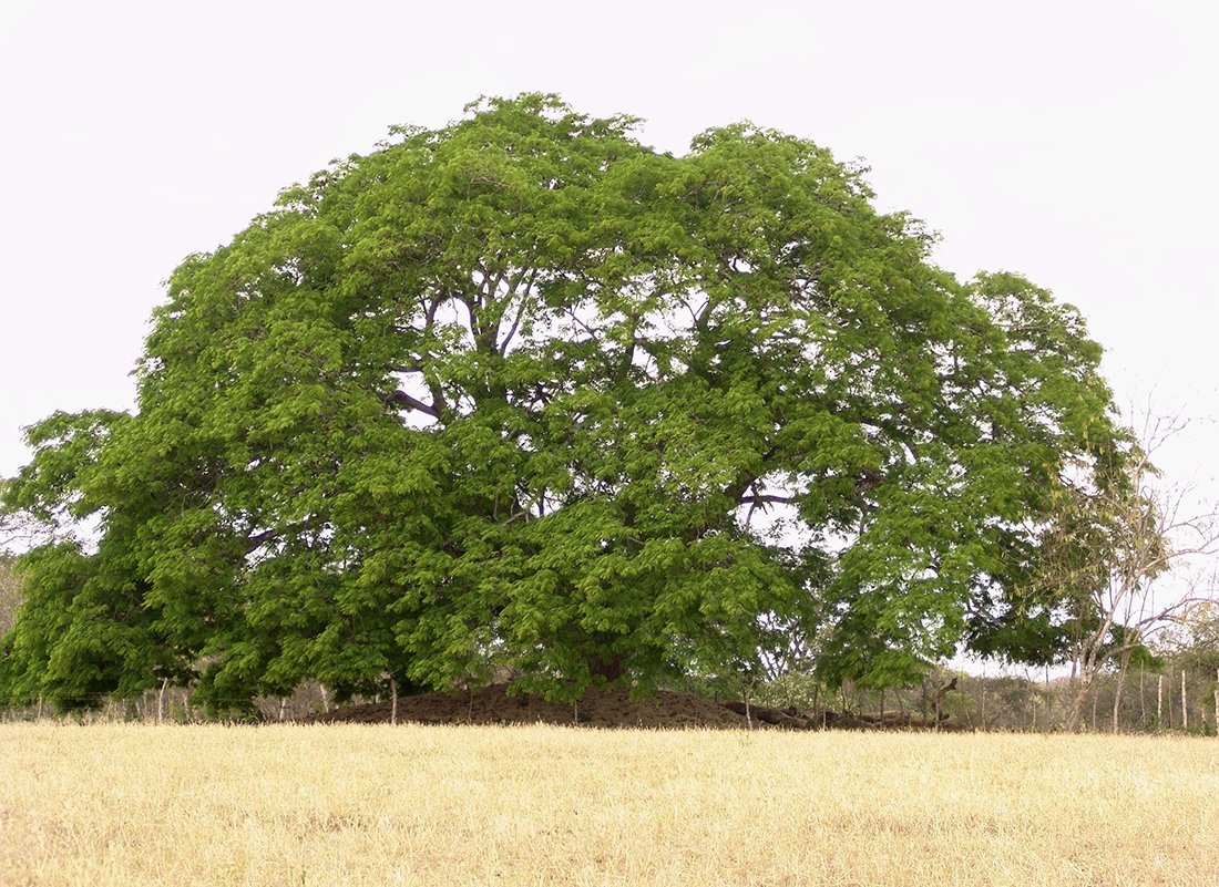 Elephant-ear tree