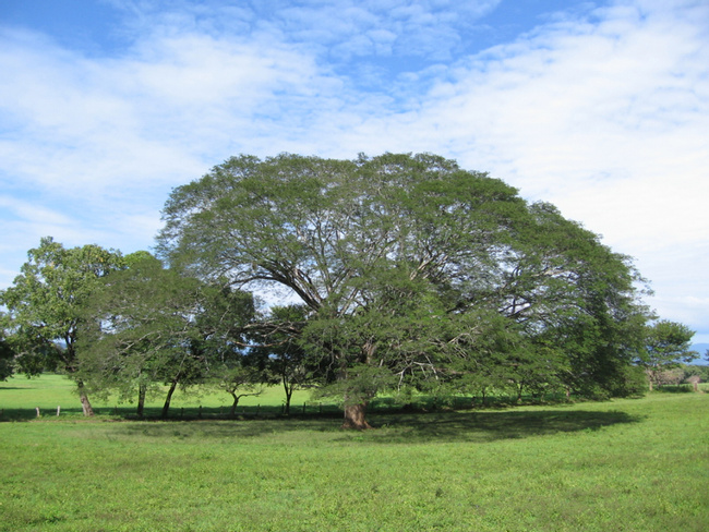 Guanacaste Tree (Elephant Ear) Photo