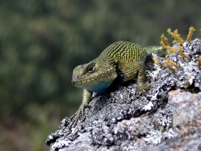 Spiny Green Lizard Photo