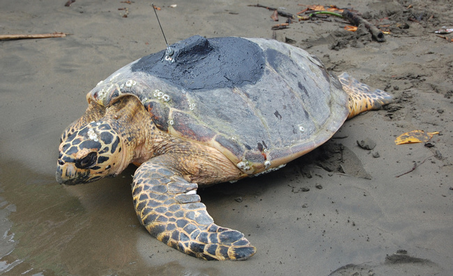 Hawksbill Sea Turtle Photo