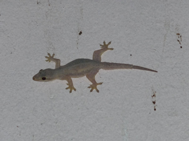 House Gecko Photo