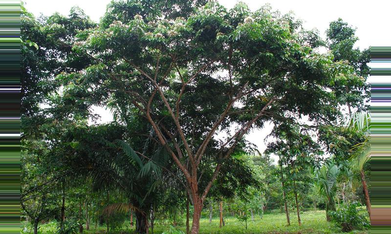 Ice Cream Bean Tree (Guaba caite) - Inga spectabilis