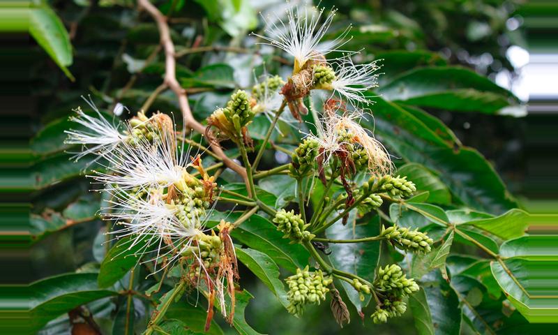 Ice Cream Bean Tree (Guaba caite) - Inga spectabilis