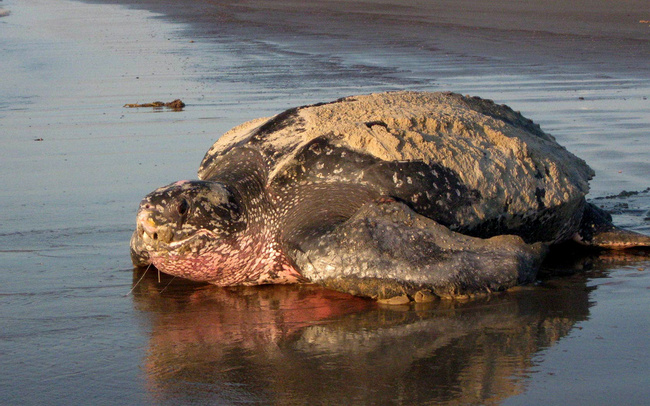 Leatherback Turtle Photo