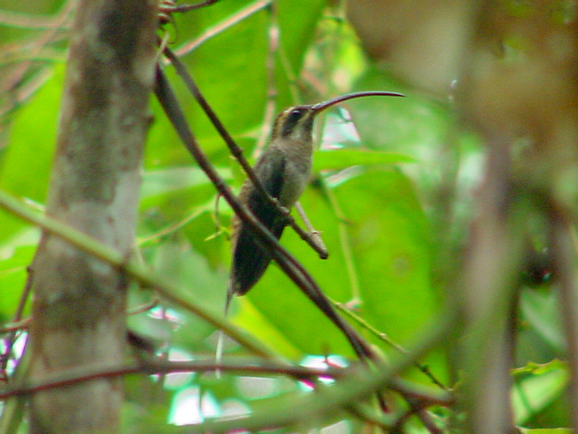 Long-tailed Hermit Photo