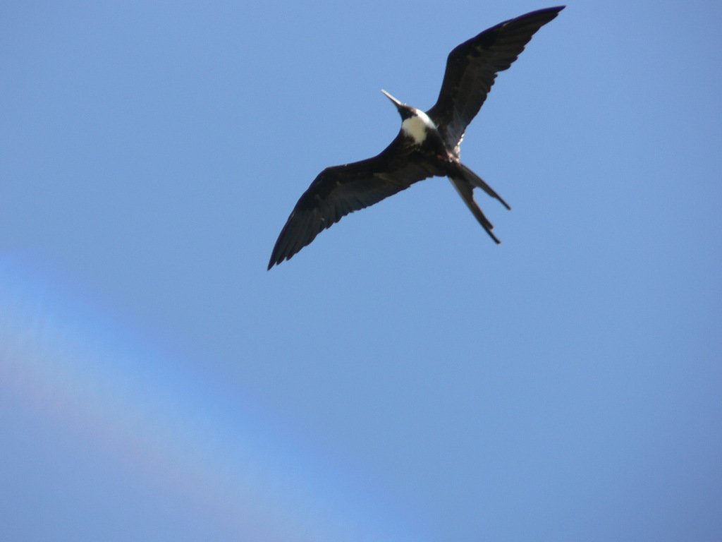 Magnificent-Frigatebird