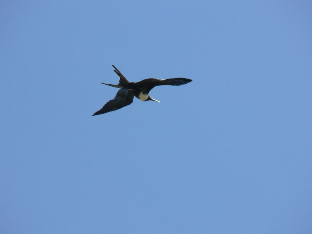 Magnificent-Frigatebird
