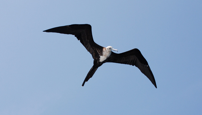 Magnificent Frigatebird Photo