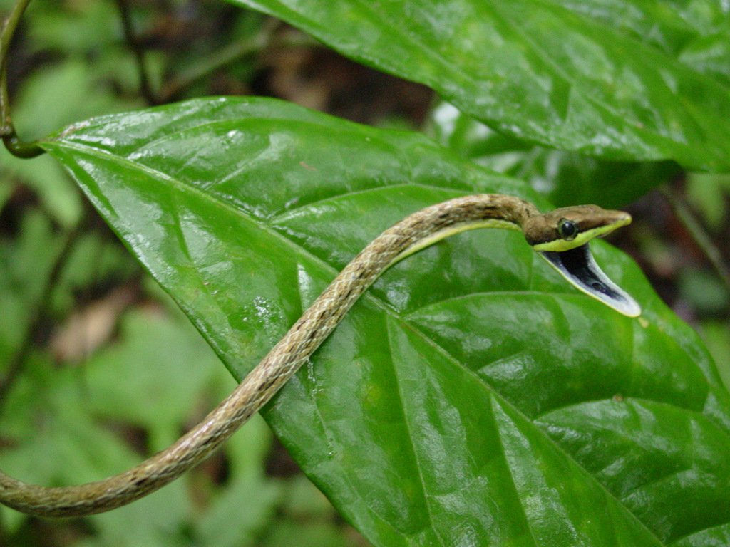 Narrow-headed Vine Snake