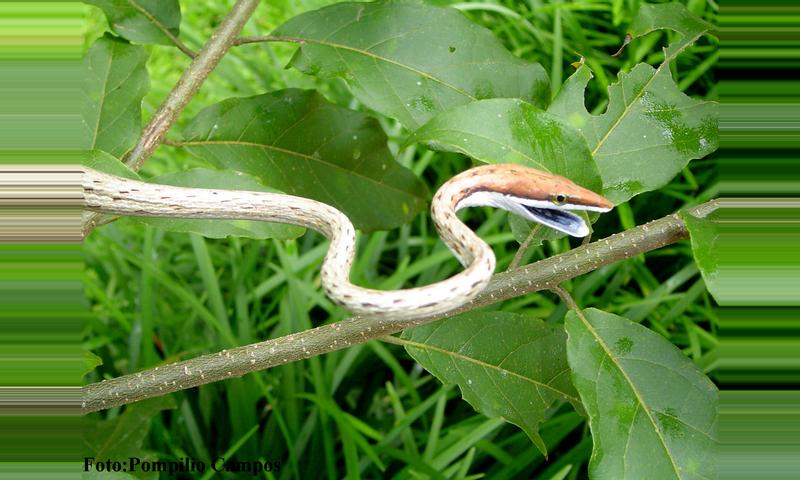 Narrow Headed Vine Snake Costa Rica Information Where To See It