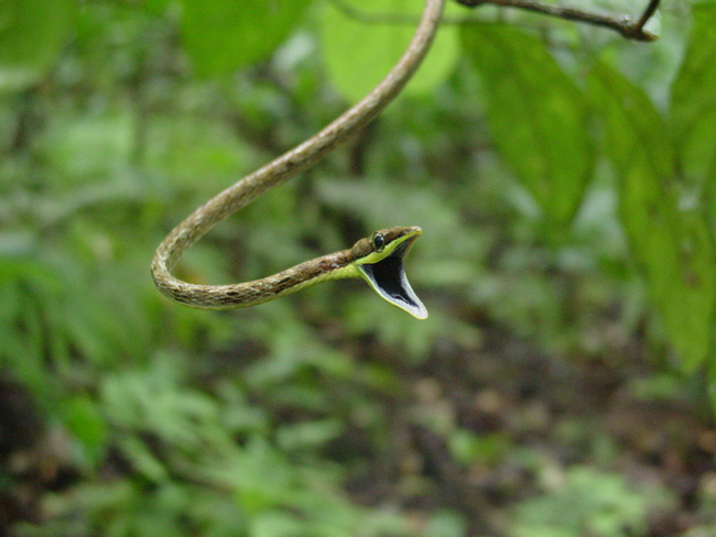 Narrow-headed Vine Snake Photo