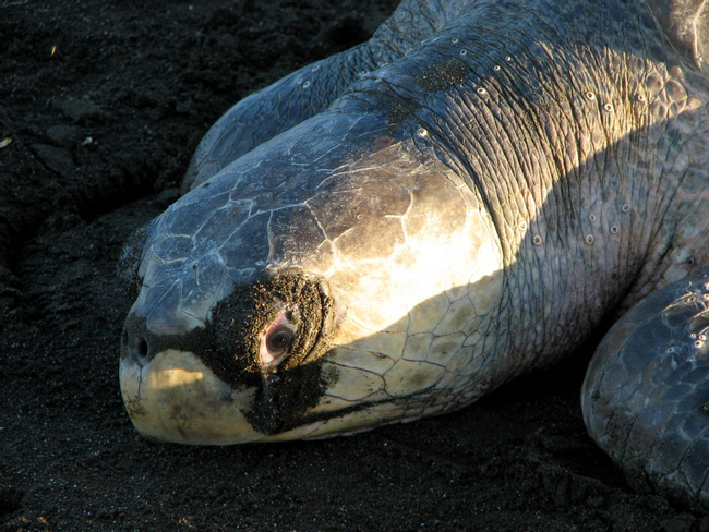 Olive Ridley Sea Turtle Photo