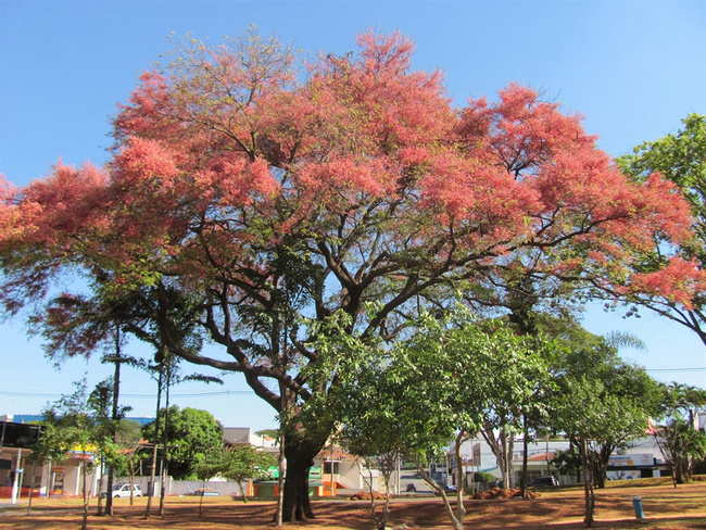 Pink Shower Tree Photo