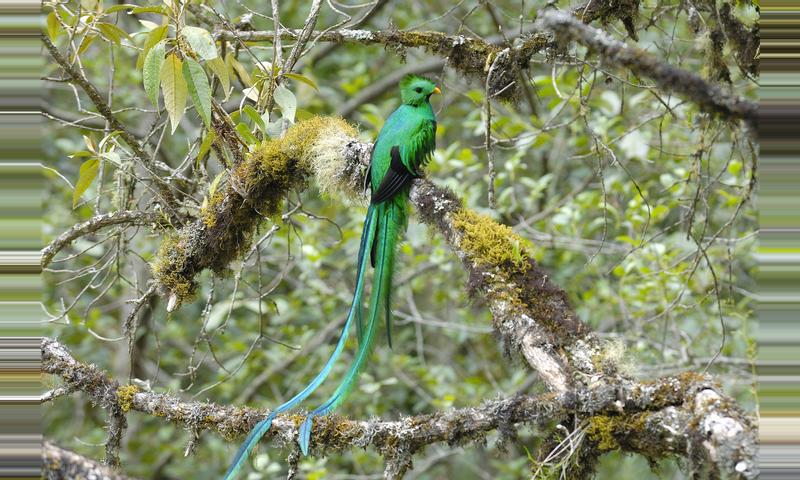 Resplendent Quetzal Costa Rica 