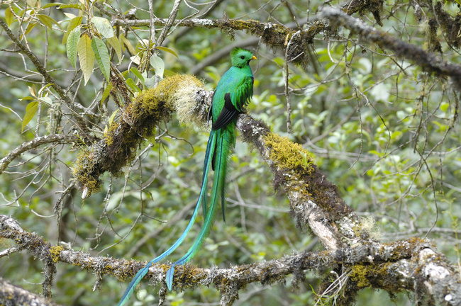 Resplendent Quetzal Photo