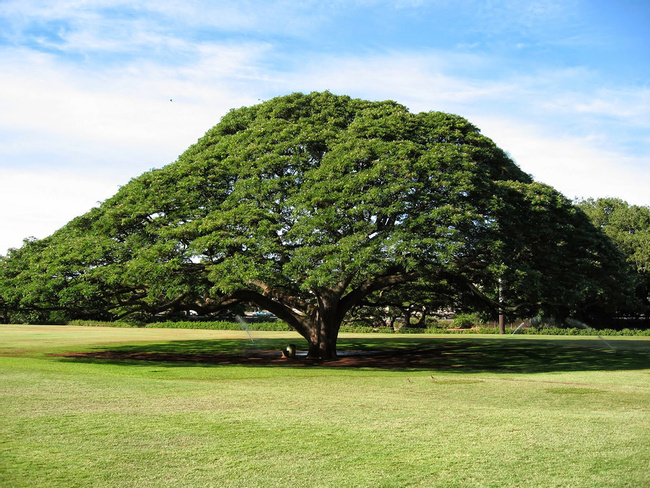 Saman (Samanea saman, aka Albizia saman) Photo